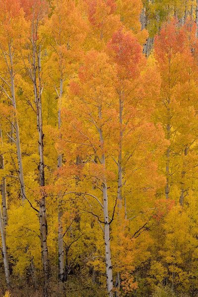 Jaynes Gallery 아티스트의 USA-Colorado-Uncompahgre National Forest Golden forest of aspens on mountain작품입니다.